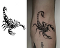 Realistic Scorpion